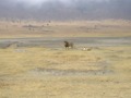 Mating Lions Ngorongoro Crater